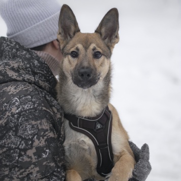 Собаки в добрые руки - Патрик - 1