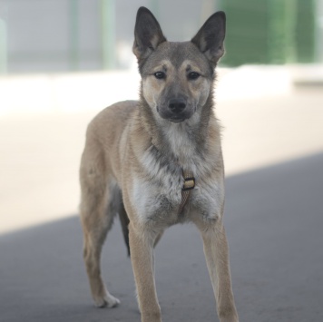 Собаки в добрые руки - Патрик - 1