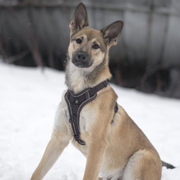 Собаки в добрые руки - Патрик - 2