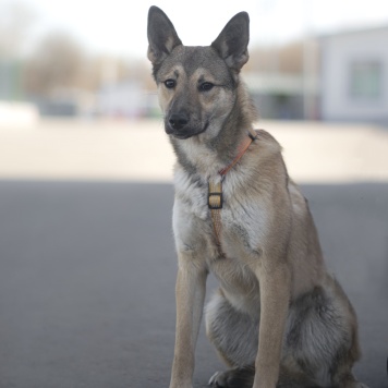 Собаки в добрые руки - Патрик - 2