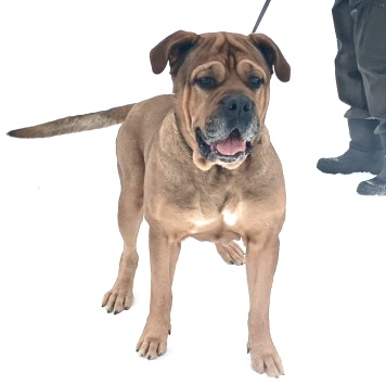 Ричард - Собаки в добрые руки