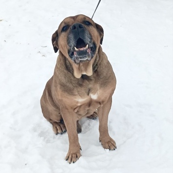 Собаки в добрые руки - Ричард - 1