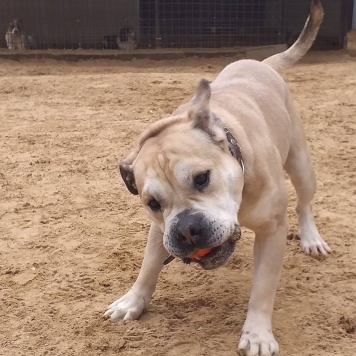 Зефир - Собаки в добрые руки