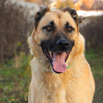 Собаки в добрые руки - Дракарис