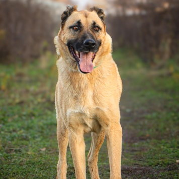 Собаки в добрые руки - Дракарис - 1