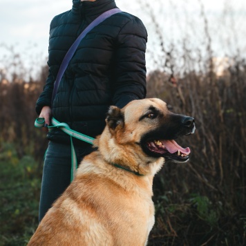 Собаки в добрые руки - Дракарис - 2