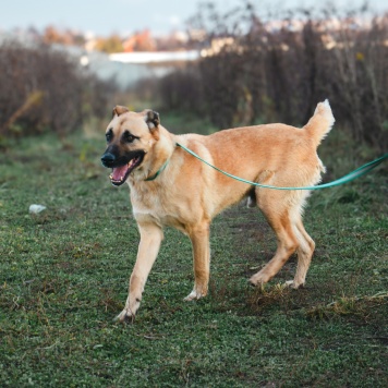 Собаки в добрые руки - Дракарис - 3