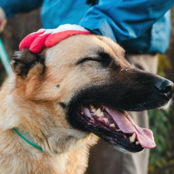 Собаки в добрые руки - Дракарис - 4