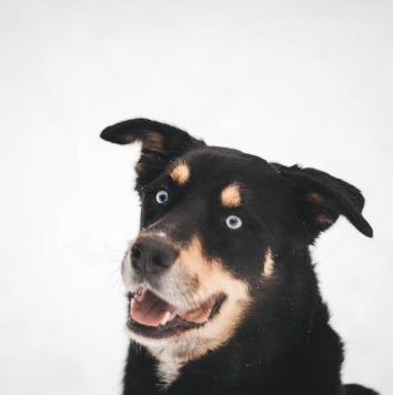 Собаки в добрые руки - Дэйви