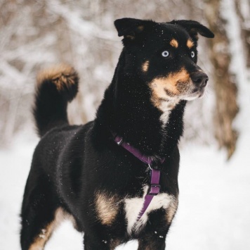 Собаки в добрые руки - Дэйви - 1