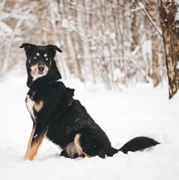 Собаки в добрые руки - Дэйви - 2