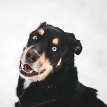 Собаки в добрые руки - Дэйви - 4