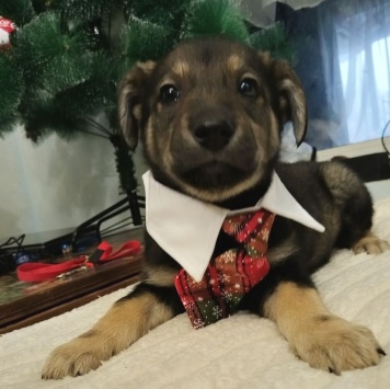 Собаки в добрые руки - Мартин - 1