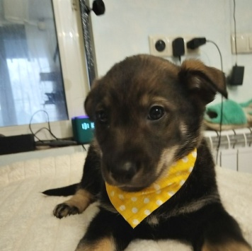 Собаки в добрые руки - Мартин - 2