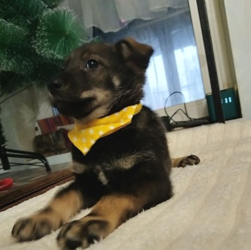 Собаки в добрые руки - Мартин - 3