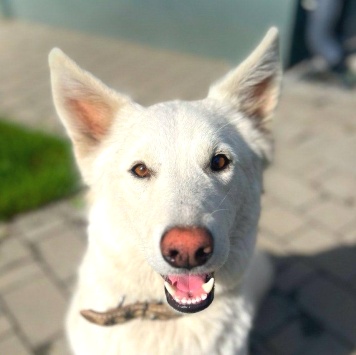 Собаки в добрые руки - Вииа