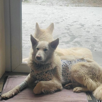 Собаки в добрые руки - Вииа - 2