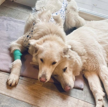 Собаки в добрые руки - Вииа - 3