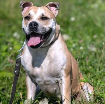 Джесси - Собаки в добрые руки