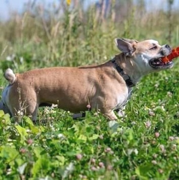 Собаки в добрые руки - Джесси - 1