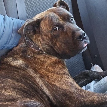 Собаки в добрые руки - Балу