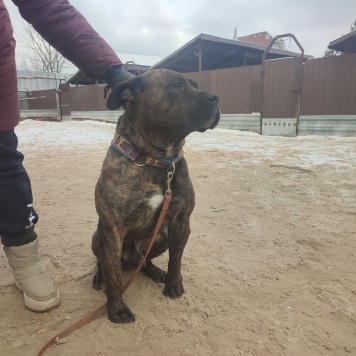 Собаки в добрые руки - Балу - 1