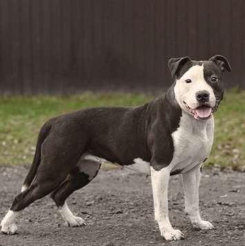 Собаки в добрые руки - Белла