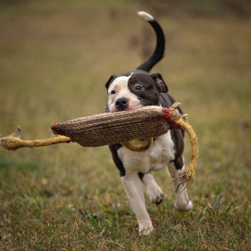 Собаки в добрые руки - Белла - 1