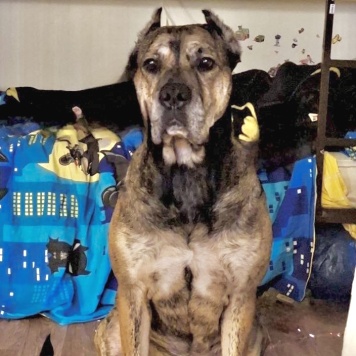 Собаки в добрые руки - Алана