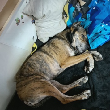 Собаки в добрые руки - Алана - 1