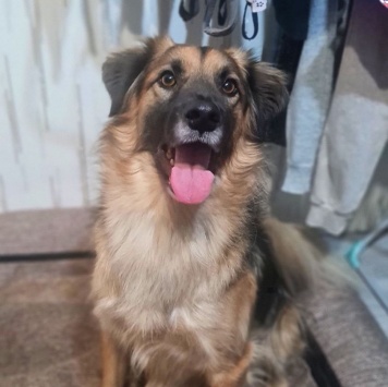 Собаки в добрые руки - Бруно - 1