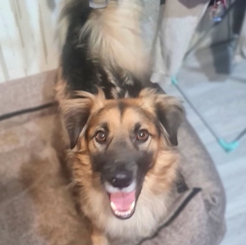 Собаки в добрые руки - Бруно - 2