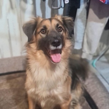 Собаки в добрые руки - Бруно - 3