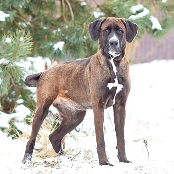 Собаки в добрые руки - Лада