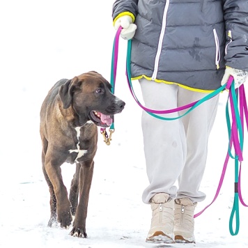 Собаки в добрые руки - Лада - 1