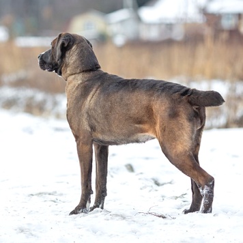 Собаки в добрые руки - Лада - 2