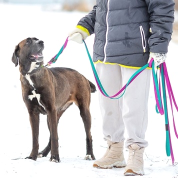 Собаки в добрые руки - Лада - 3