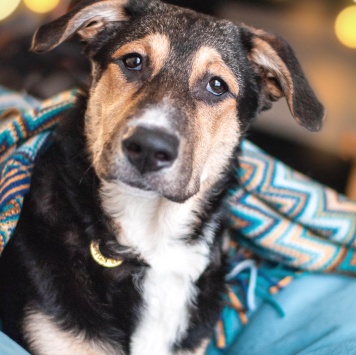 Джереми - Собаки в добрые руки