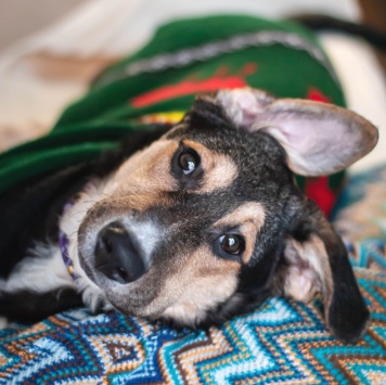 Собаки в добрые руки - Джереми - 1