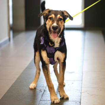 Собаки в добрые руки - Джереми - 2