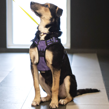 Собаки в добрые руки - Джереми - 3