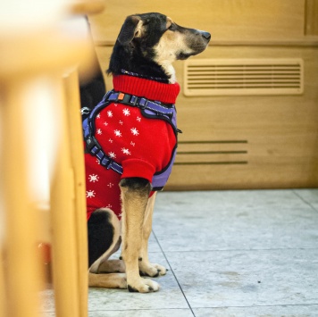 Собаки в добрые руки - Джереми - 4