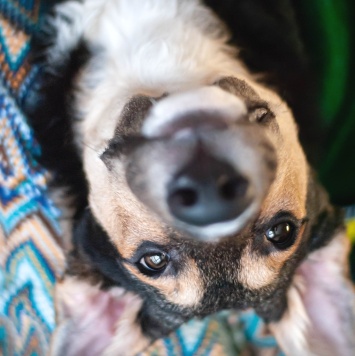 Собаки в добрые руки - Джереми