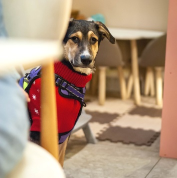 Собаки в добрые руки - Джереми - 2