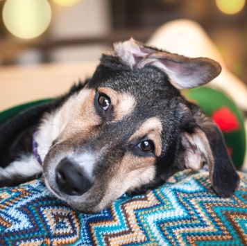 Собаки в добрые руки - Джереми - 3