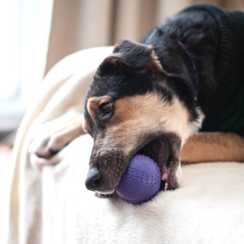 Собаки в добрые руки - Джереми - 4