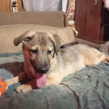 Собаки в добрые руки - Таки