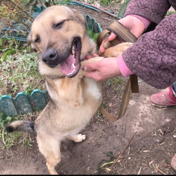 Собаки в добрые руки - Таки - 1