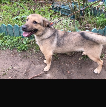 Собаки в добрые руки - Таки - 2