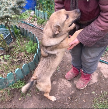 Собаки в добрые руки - Таки - 3